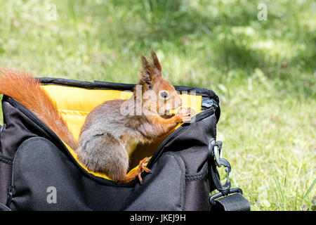 Eichhörnchen in touristischen Tasche im Stadtpark zu sitzen und halten eine Nuss Stockfoto