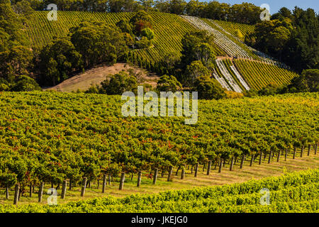 Schöne Weinberge in den Adelaide Hills, South Australia Stockfoto