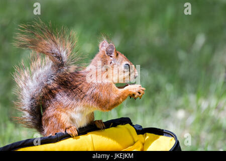 kleine rote Eichhörnchen auf Tasche sitzen und halten eine Nuss auf unscharfe Sommer Rasen Hintergrund Stockfoto