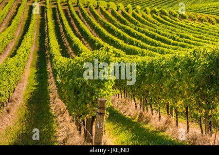 Schöne Weinberge in den Adelaide Hills, South Australia Stockfoto