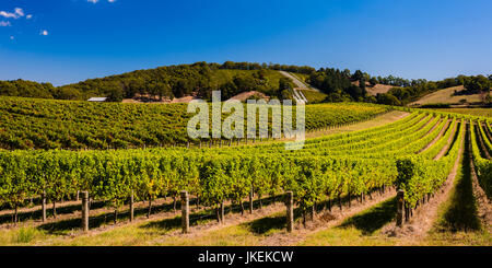 Schöne Weinberge in den Adelaide Hills, South Australia Stockfoto