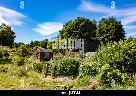 Kleingärten auf Prinz Arthur Straße, Gillingham, Kent, UK Stockfoto