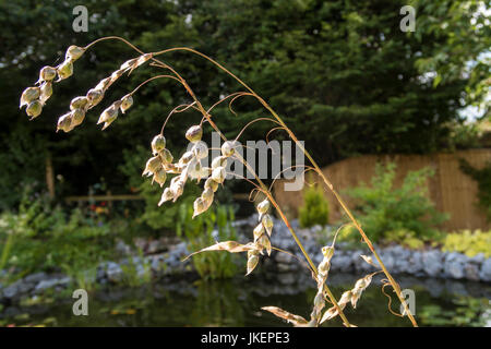 Dierama Merlin - Engel Angelruten, wandflower, einer attraktiven Gras wie die Pflanze auch bei Saatgut gegangen Stockfoto