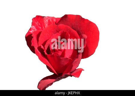 Rote Rose isoliert auf weißem Hintergrund Stockfoto