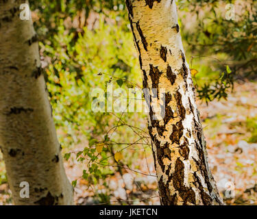 Silber Banksia Baum mit seiner unverwechselbaren Rinde in der Mount Lofty National Park, South Australia Stockfoto