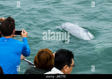 Delphin-Watchers Delfine Indo-pazifischen Buckelwal (Sousa Chinensis) in Hongkong. Stockfoto