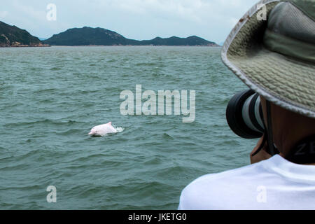 Delphin-Watchers Delfine Indo-pazifischen Buckelwal (Sousa Chinensis) in Hongkong. Stockfoto