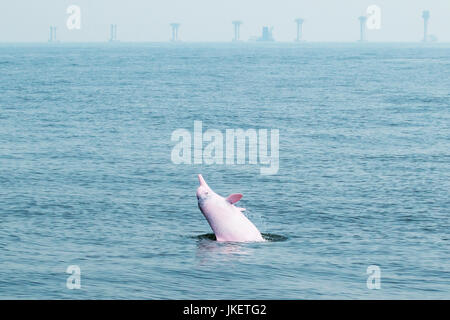 Indo-pazifischen Buckelwal Delfin (Sousa Chinensis) springen vor der Hong-Kong-Zhuhai-Macao-Brücke im Bau. Stockfoto