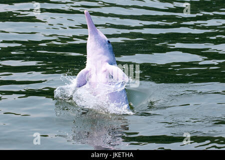 Ein Junge verspielte Indo-Pazifik Buckelwale Delfin (Sousa Chinensis) macht Furore in Hong Kong Gewässer Stockfoto