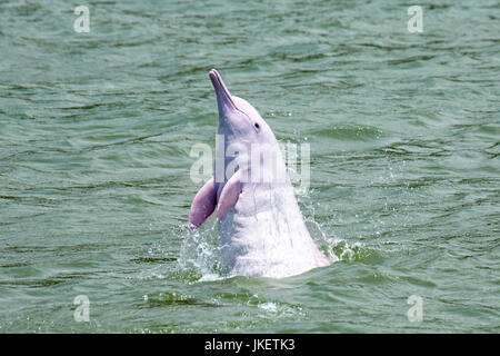 Ein Erwachsener Indo-Pazifischen Buckelwale Delphin (Sousa Chinensis) springen direkt aus dem Wasser, falsch. Stockfoto