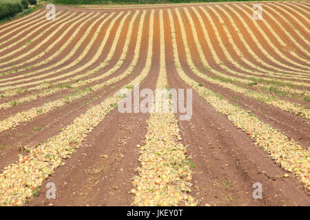 Linien der Zwiebeln geerntet vom Feld, Wantisden, Suffolk, England, UK Stockfoto