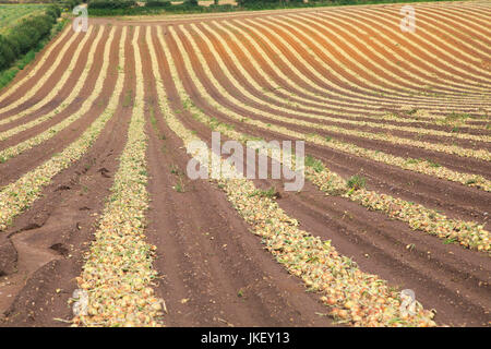 Linien der Zwiebeln geerntet vom Feld, Wantisden, Suffolk, England, UK Stockfoto