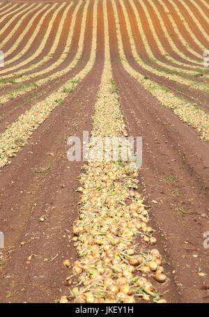 Linien der Zwiebeln geerntet vom Feld, Wantisden, Suffolk, England, UK Stockfoto