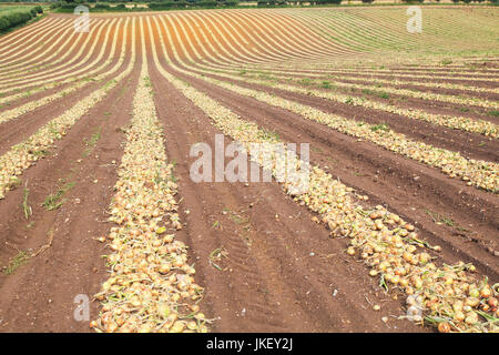 Linien der Zwiebeln geerntet vom Feld, Wantisden, Suffolk, England, UK Stockfoto