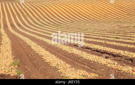 Linien der Zwiebeln geerntet vom Feld, Wantisden, Suffolk, England, UK Stockfoto