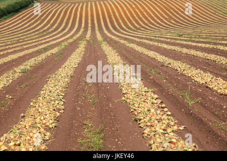 Linien der Zwiebeln geerntet vom Feld, Wantisden, Suffolk, England, UK Stockfoto