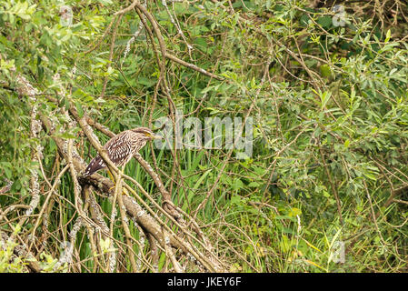 Horizontale Foto des jungen schwarz-gekrönter Nachtreiher mit Kind farbigen Federn. Vogel ist auf trockenen Ast am Rande des kleinen Teich mit grünen bu sitzend. Stockfoto