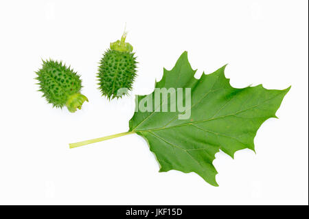 Thorn-Apfel, Frucht und Blatt / (Datura Stramonium) / Jimson Unkraut | Weisser Stechapfel, Frucht Und Blatt / (Datura Stramonium) / Gemeiner Stechapfel Stockfoto