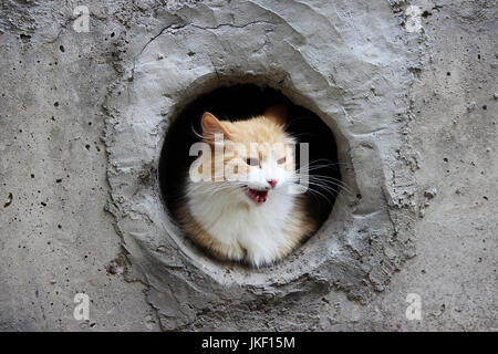 Eine weiß-rot, streunende Katze sitzt in einem kreisförmigen Kellerfenster Stockfoto