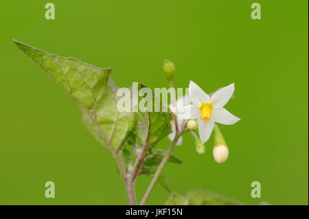 European Black Nightshade, Blume, North Rhine-Westphalia, Deutschland / (Solanum Nigrum) Stockfoto