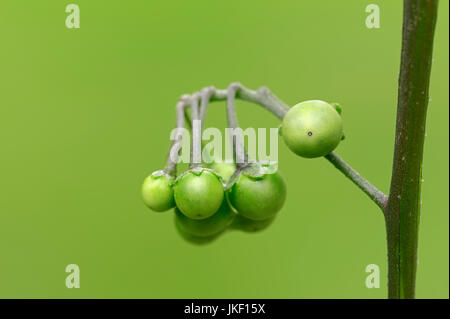 European Black Nightshade, Beeren, North Rhine-Westphalia, Deutschland / (Solanum Nigrum) Stockfoto