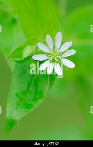 Riesige Vogelmiere, North Rhine-Westphalia, Deutschland / (Stellaria Aquatica, Myosoton Aquaticum) Stockfoto