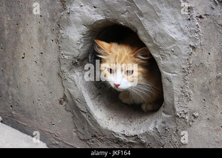 Eine weiß-rot, streunende Katze sitzt in einem kreisförmigen Kellerfenster Stockfoto