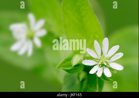 Riesige Vogelmiere, North Rhine-Westphalia, Deutschland / (Stellaria Aquatica, Myosoton Aquaticum) Stockfoto