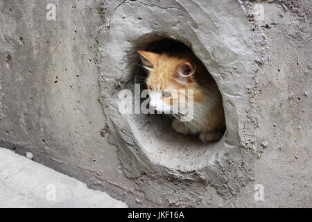 Eine weiß-rot, streunende Katze sitzt in einem kreisförmigen Kellerfenster Stockfoto