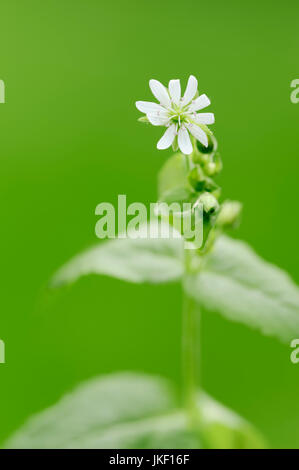 Riesige Vogelmiere, North Rhine-Westphalia, Deutschland / (Stellaria Aquatica, Myosoton Aquaticum) Stockfoto