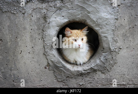 Eine weiß-rot, streunende Katze sitzt in einem kreisförmigen Kellerfenster Stockfoto