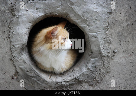 Eine weiß-rot, streunende Katze sitzt in einem kreisförmigen Kellerfenster Stockfoto