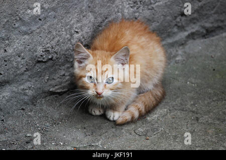 Obdachlose weiß-roten Kätzchen sitzen auf einer Betonfläche in der Nähe der Treppe in der Nähe von Keller. Stockfoto