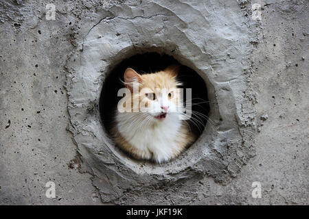 Eine weiß-rot, streunende Katze sitzt in einem kreisförmigen Kellerfenster Stockfoto