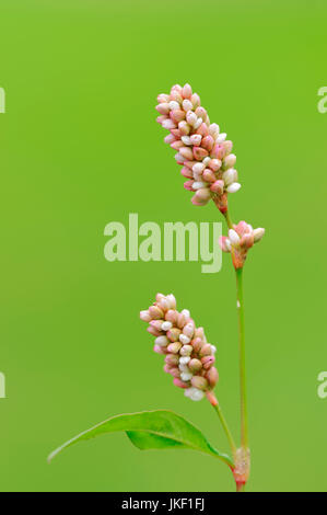 Ladys Thumb, North Rhine-Westphalia, Deutschland / (Persicaria Maculosa, Polygonum Persicaria, Persicaria Maculata) Stockfoto