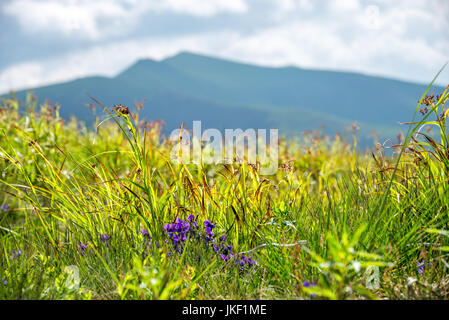 Blumen auf dem Hintergrund der Berge gezeigt Stockfoto