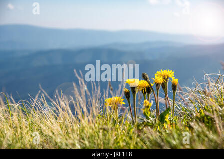 Blumen auf dem Hintergrund der Berge gezeigt Stockfoto