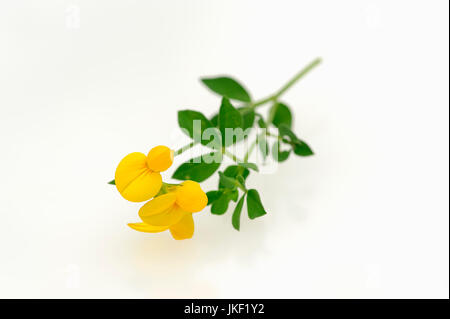 Birdsfoot Kleeblatt / (Lotus Corniculatus) / Vogels Foot Trefoil | Gewoehnlicher Hornklee / (Lotus Corniculatus) Stockfoto