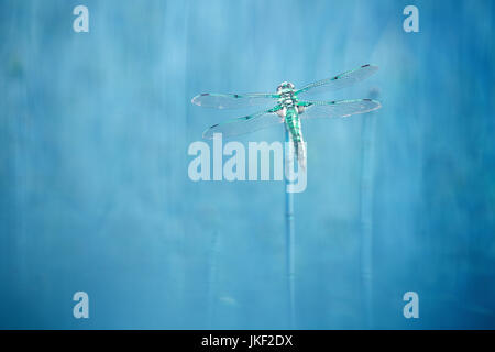 vier-spotted Libellula, vier-spotted Chaser, vier Spot (Libellula Quadrimaculata), Nahaufnahme, Full-length Porträt, Stockfoto