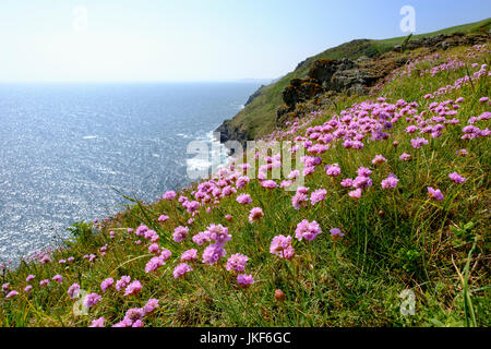 Strand-Grasnelke (Armeria Maritima) eine Steilküste, Polperro, Cornwall, England, Großbritannien Stockfoto