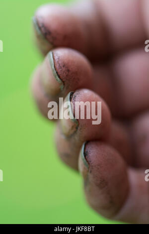 Gartenarbeit Hände mit Dreck unter den Fingernägeln Stockfoto