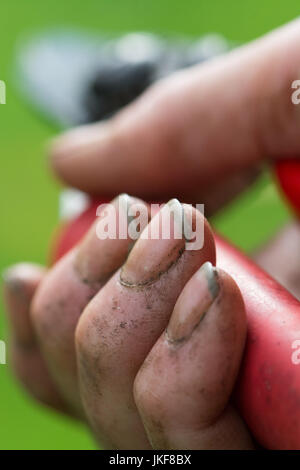 Gartenarbeit Hände mit Dreck unter den Fingernägeln holding Gartenschere Stockfoto