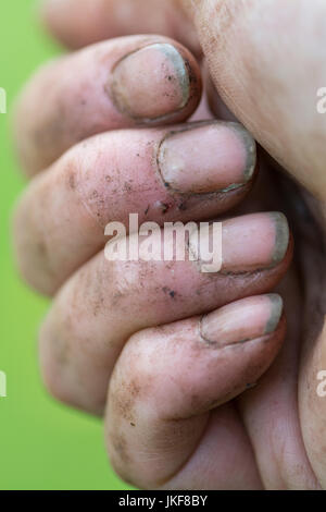 Gartenarbeit Hände mit Dreck unter den Fingernägeln Stockfoto