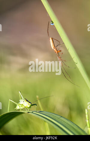 Isophya Pyrenea.  Heuschrecke. Lago de Sanabria. Europäische Gartenkreuzspinne (Araneus Diadematus). Stockfoto