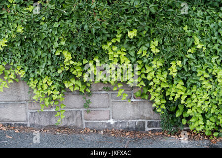 Steinmauer grünen Reben Abdeckung Stockfoto