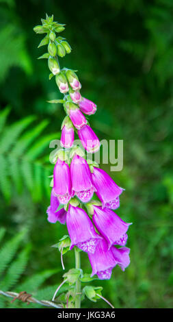 Blumen in Cheddar Gorge, Großbritannien Stockfoto