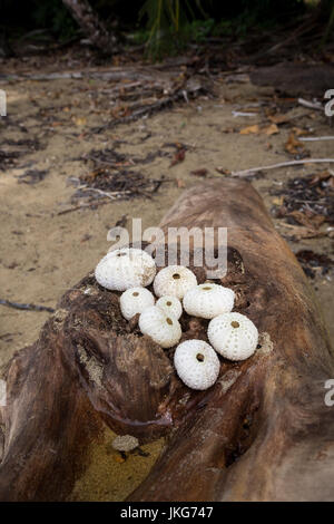 Runde Muscheln am log Stockfoto