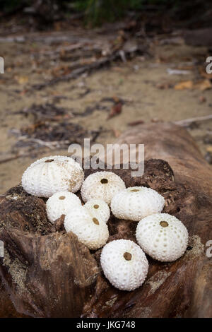 Runde Muscheln am log Stockfoto