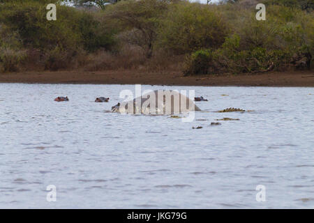 Tote Hippo im Krüger-Nationalpark Wasserloch.  Safari und Tierwelt, Südafrika. Afrikanische Tiere Stockfoto