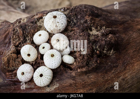 Runde Muscheln am log Stockfoto